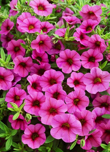 Calibrachoa 'Million Bells Cosmos Pink'