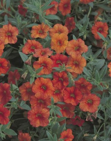 Calibrachoa 'Million Bells Crackling Fire'