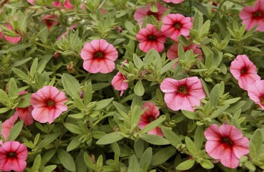 Calibrachoa 'Million Bells Flamingo Pink'