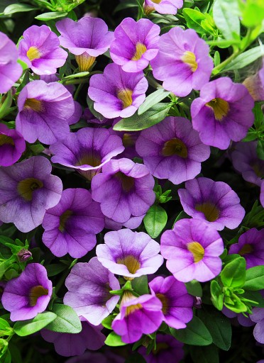 Calibrachoa 'Million Bells Lavender'