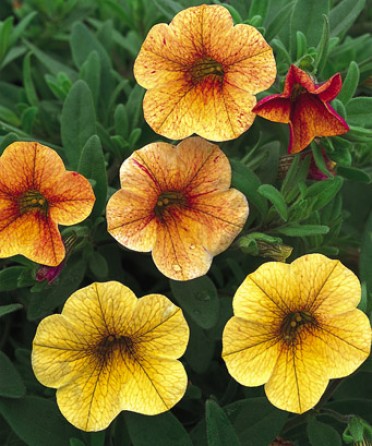 Calibrachoa 'Million Bells Terra Cotta'