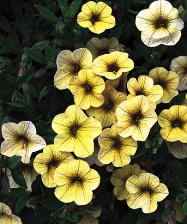 Calibrachoa 'Million Bells Yellow'