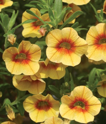 Calibrachoa 'Superbells Apricot Punch'