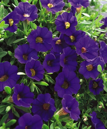 Calibrachoa 'Superbells Blue'