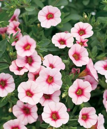 Calibrachoa 'Superbells Cherry Blossom'