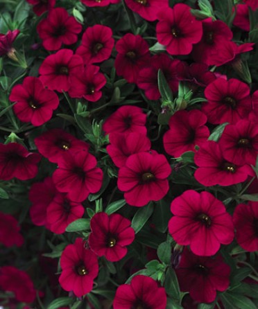 Calibrachoa 'Superbells Cherry Red'