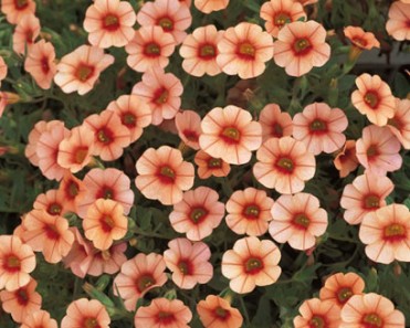 Calibrochoa 'Superbells Peach'