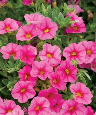 Calibrachoa 'Superbells Pink'