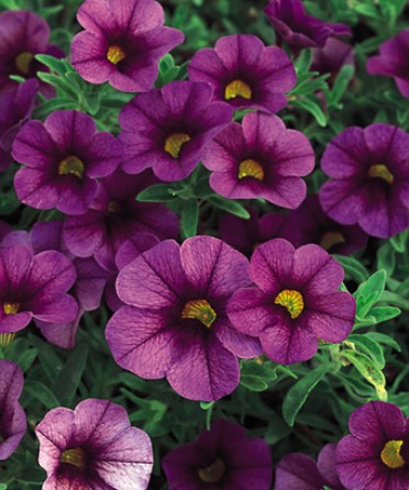 Calibrachoa 'Superbells Plum'