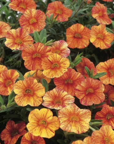 Calibrachoa 'Superbells Tequilla Sunrise'