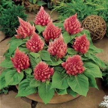 Celosia 'Glow Pink'