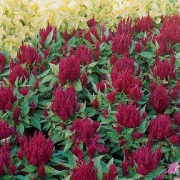 Celosia 'Glow Red'