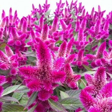 Celosia Intenz