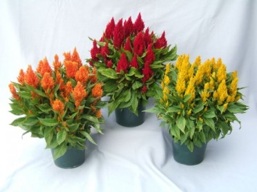 Celosia plumosa