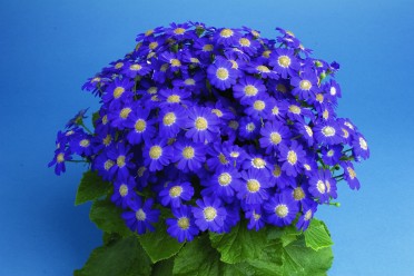 Cineraria 'Venezia Blue'