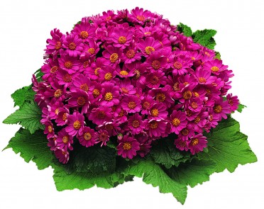 Cineraria 'Venezia Cherry'