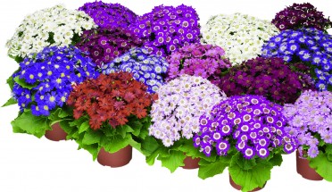 Cineraria 'Venezia Mix'