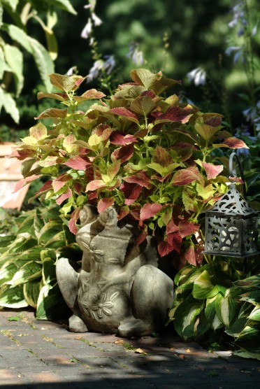 Coleus 'Alabama'