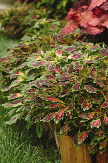 Coleus 'Aurora Black Cherry'