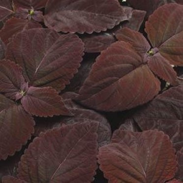 Coleus 'Dark Chocolate'