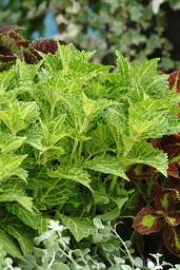 Coleus 'Electric Lime'