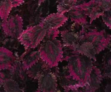 Coleus 'Florida Sunrose'