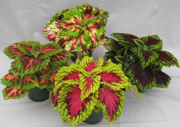 Coleus 'Kong'