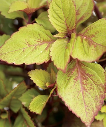 Coleus 'Royal Glissade'