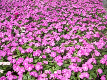 Vinca Cora Deep Lavender