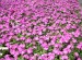 Vinca Cora Deep Lavender