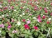 Vinca Cora Mix