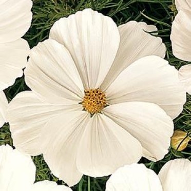 Cosmos 'Sonata White'