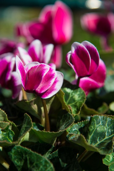 Cyclamen