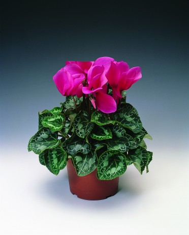 Cyclamen 'Concerto Figaro Rose'