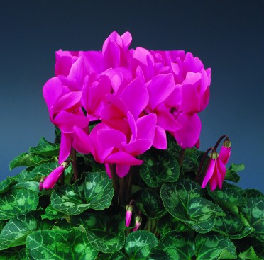 Cyclamen 'Concerto Julia Bright Rose'