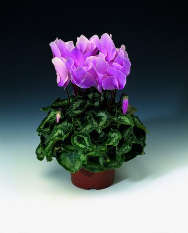 Cyclamen 'Concerto Lavender'