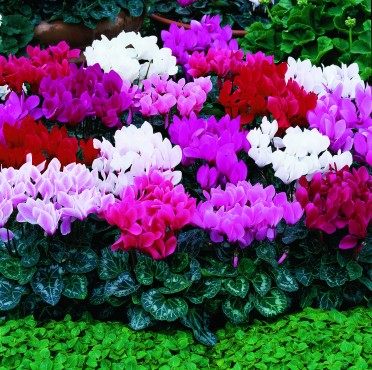 Cyclamen 'Laser Mix'