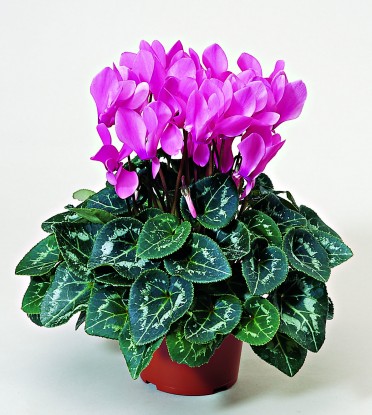 Cyclamen 'Laser Pink'