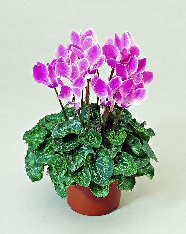 Cyclamen 'Laser Rose Flame'