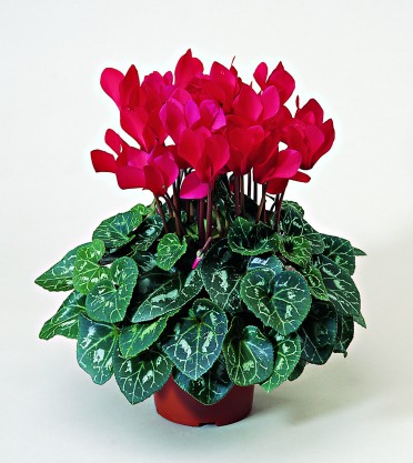 Cyclamen 'Laser Scarlet'