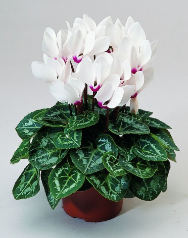 Cyclamen 'Laser White with Eye'