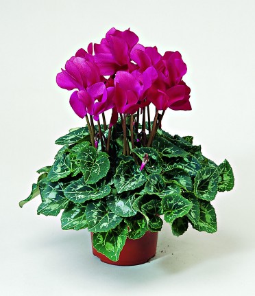 Cyclamen 'Laser Wine'