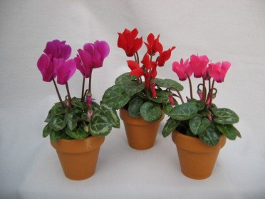 Cyclamen 'Mini'