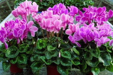 Cyclamen 'Sierra Flame Mix'