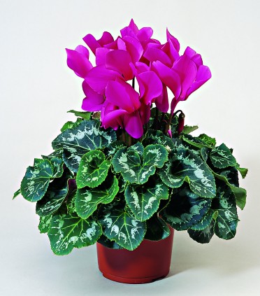 Cyclamen 'Sierra Fuchsia'