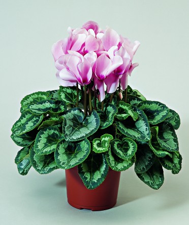 Cyclamen 'Sierra Light Pink with Eye'