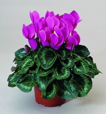 Cyclamen 'Sierra Lilac'