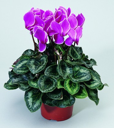 Cyclamen 'Sierra Purple Flame'