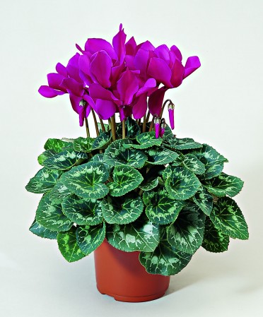 Cyclamen 'Sierra Purple'