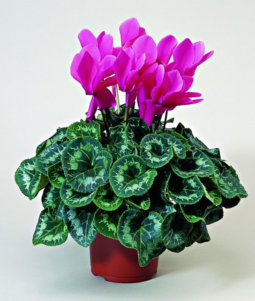 Cyclamen 'Sierra Rose'